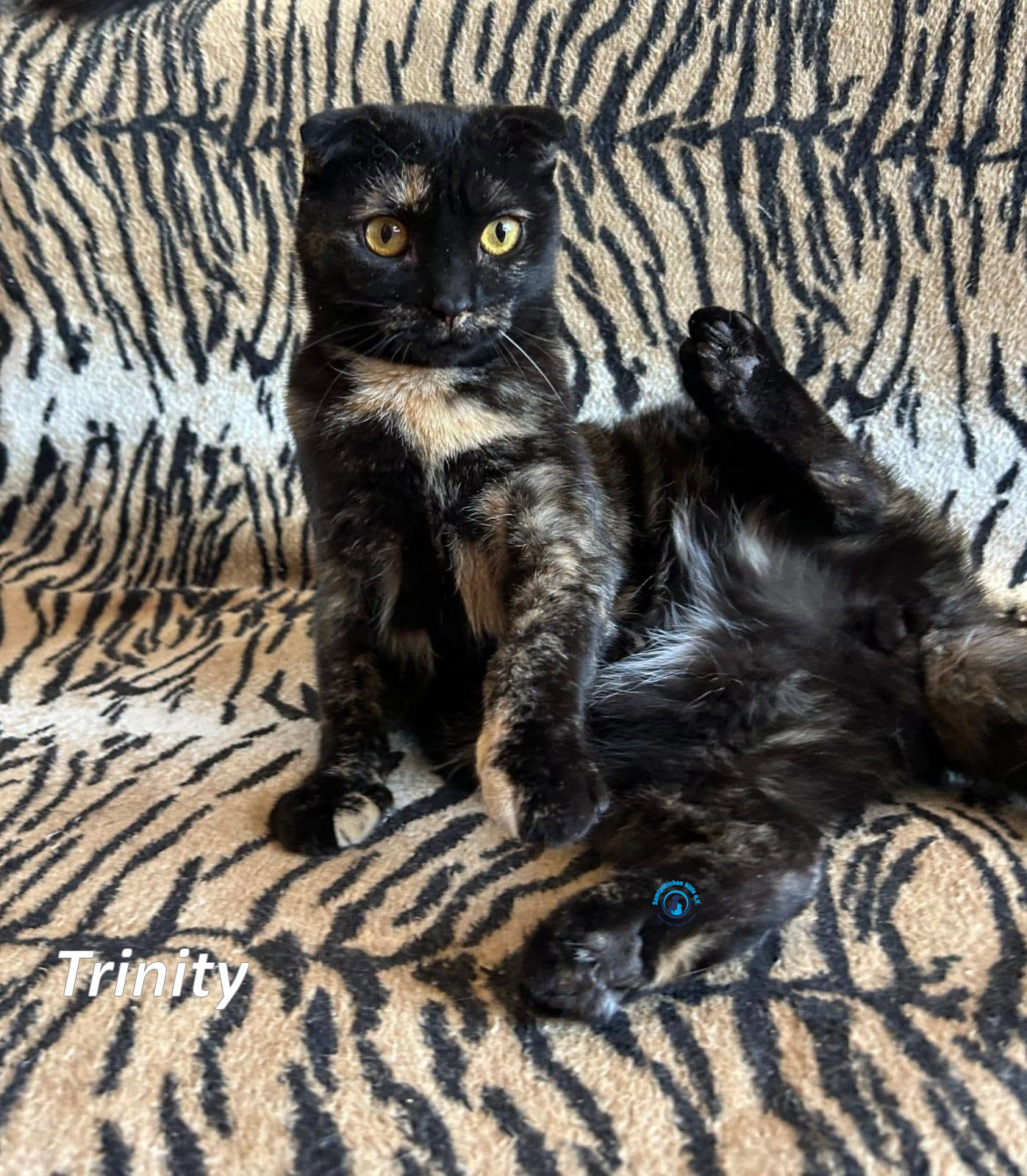 Irina/Katzen/Trinity/Trinity_04mN.jpg
