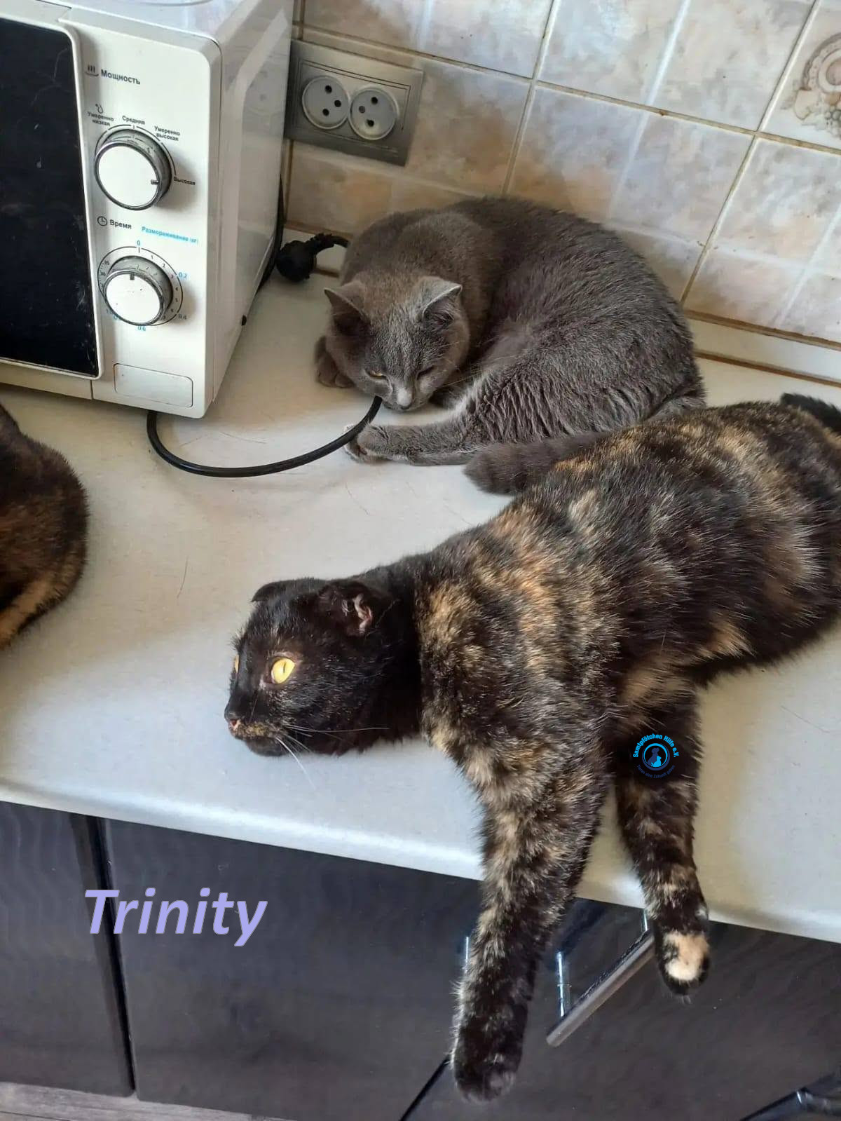 Irina/Katzen/Trinity/Trinity_07mN.jpg