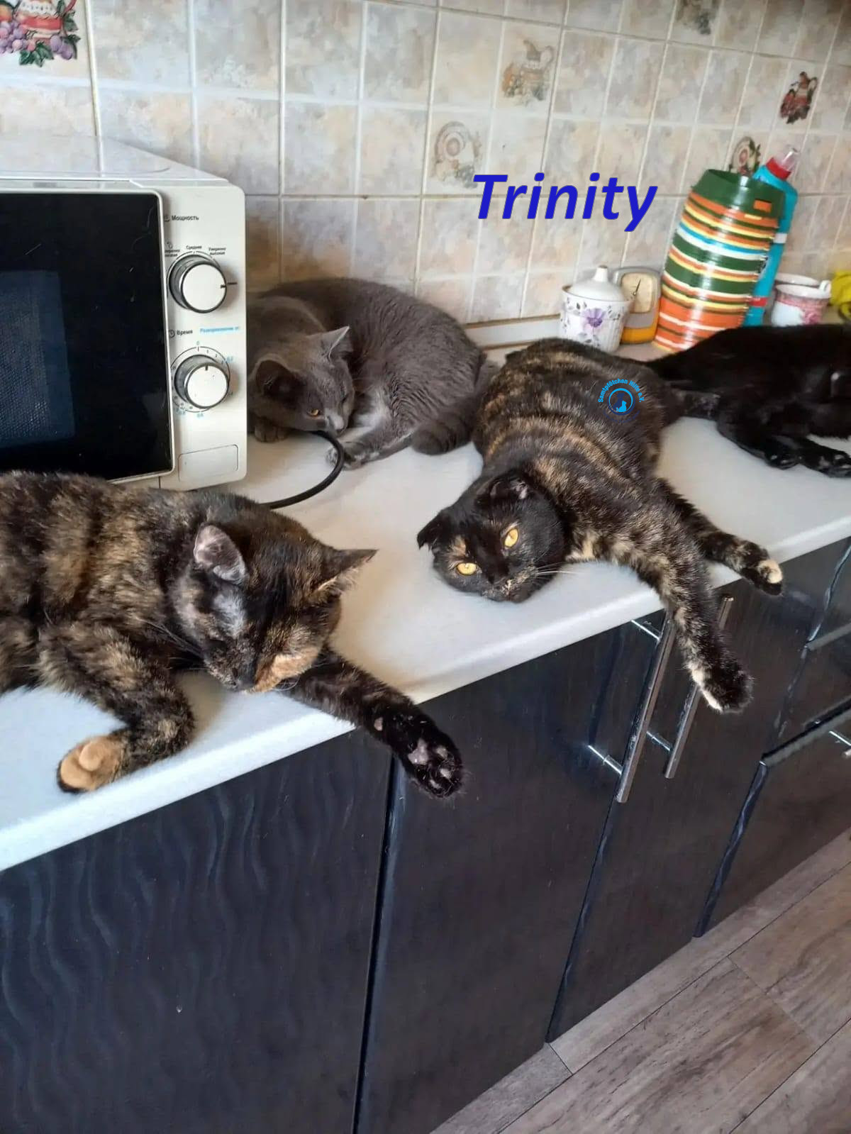 Irina/Katzen/Trinity/Trinity_08mN.jpg
