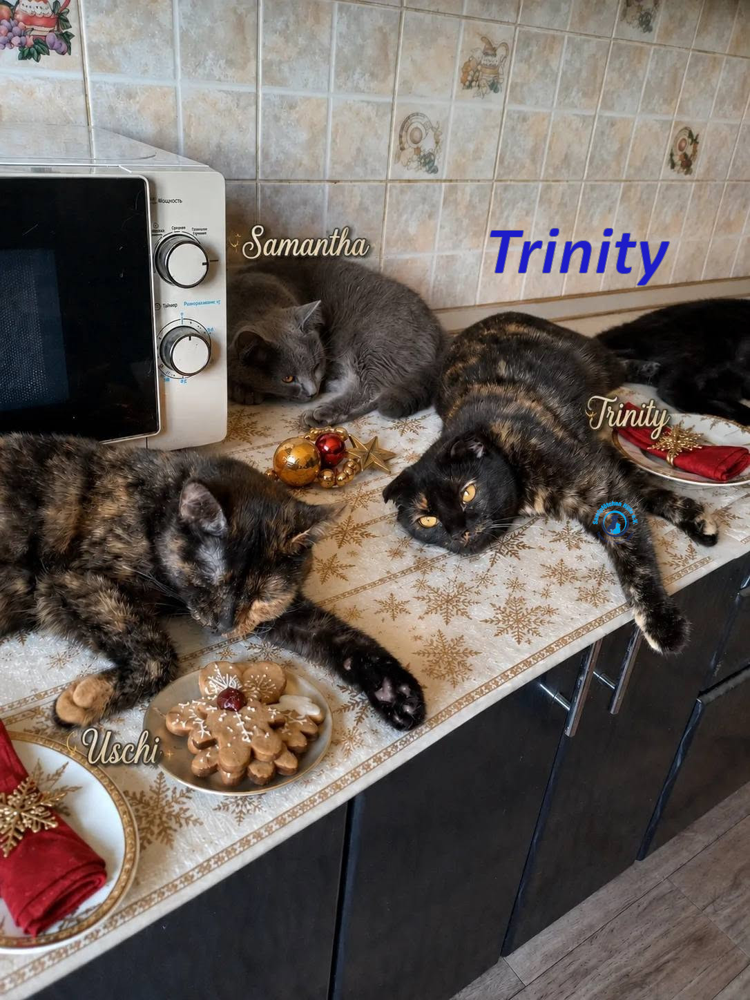 Irina/Katzen/Trinity/Trinity_09mN.jpg