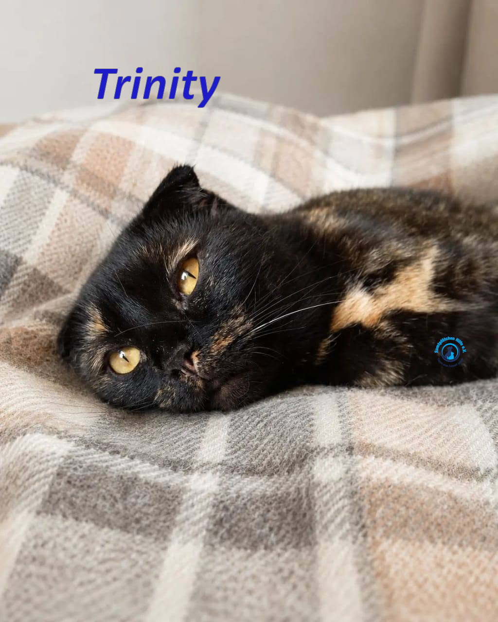 Irina/Katzen/Trinity/Trinity_11mN.jpg