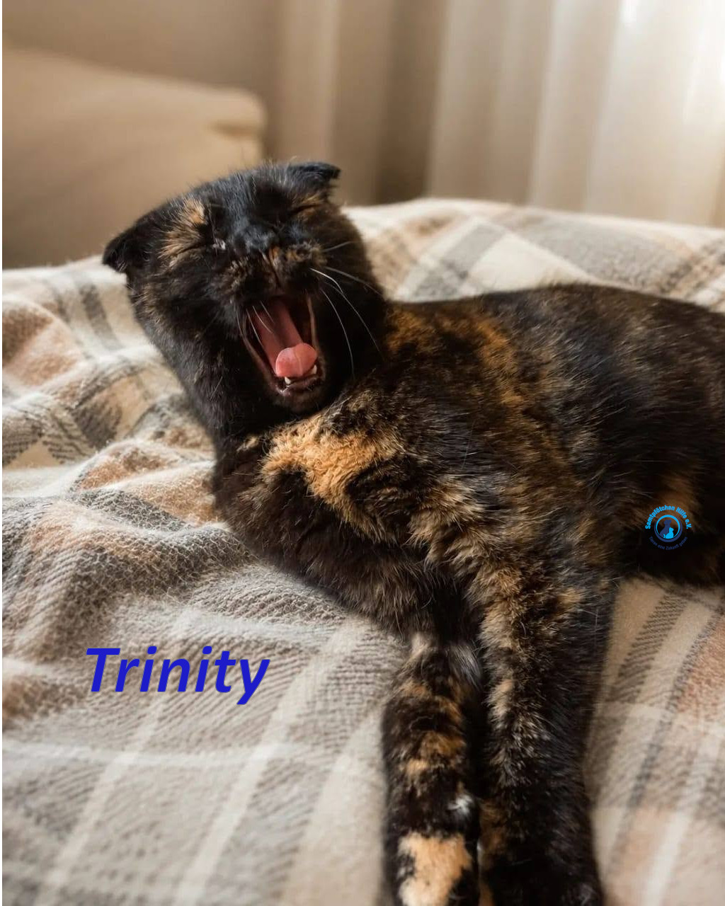 Irina/Katzen/Trinity/Trinity_12mN.jpg
