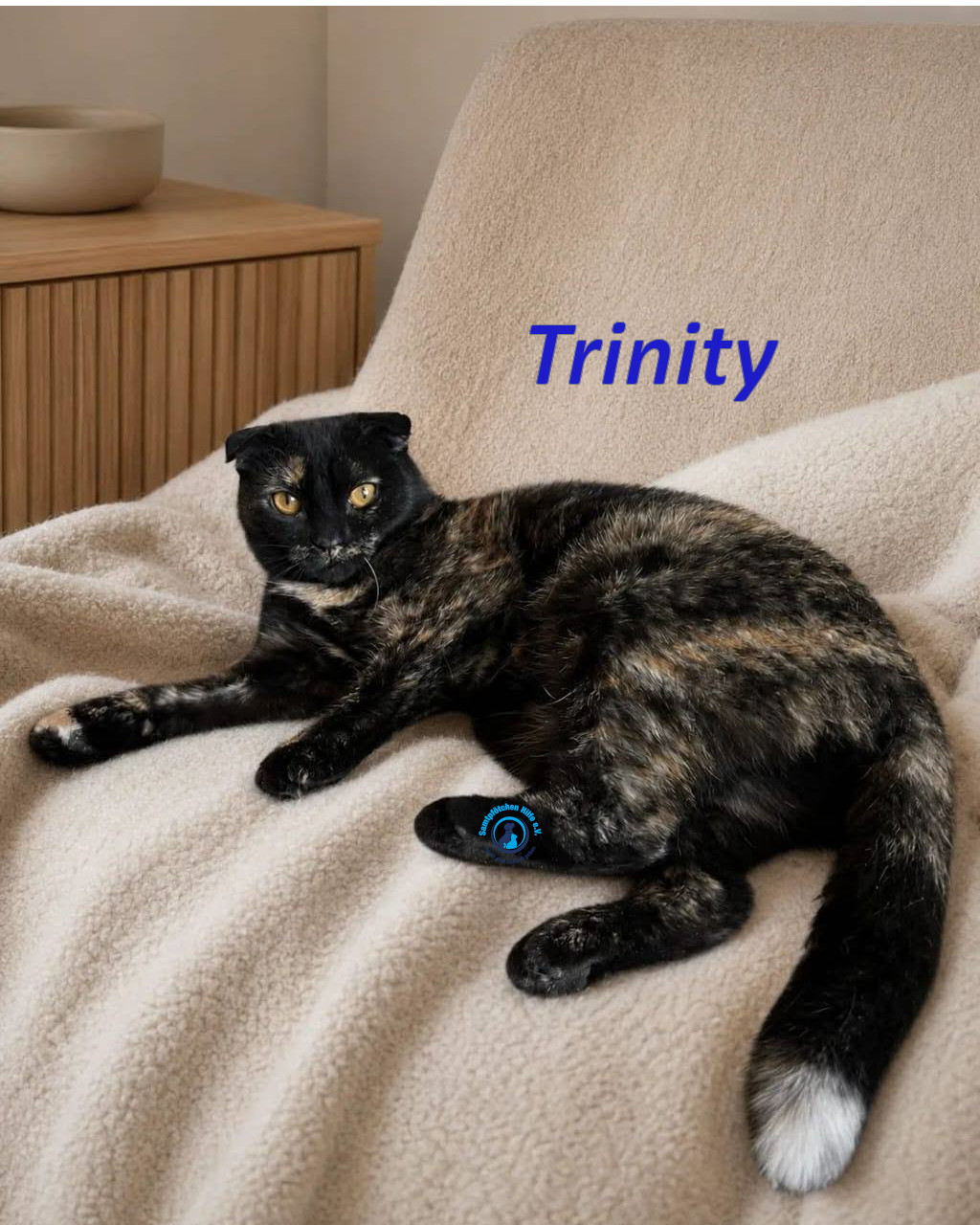 Irina/Katzen/Trinity/Trinity_13mN.jpg