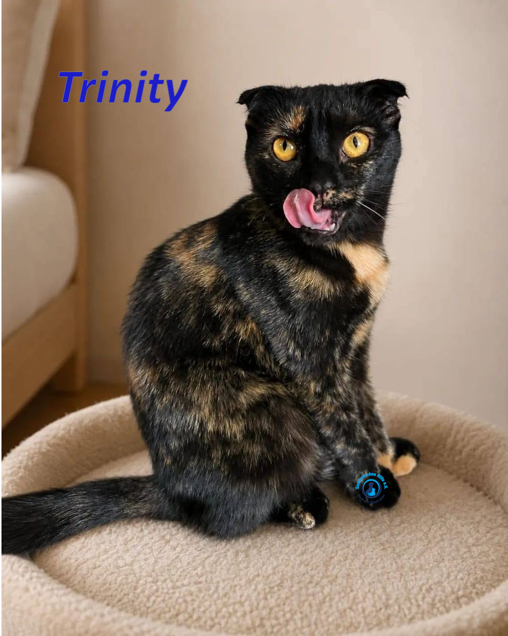 Irina/Katzen/Trinity/Trinity_14mN.jpg
