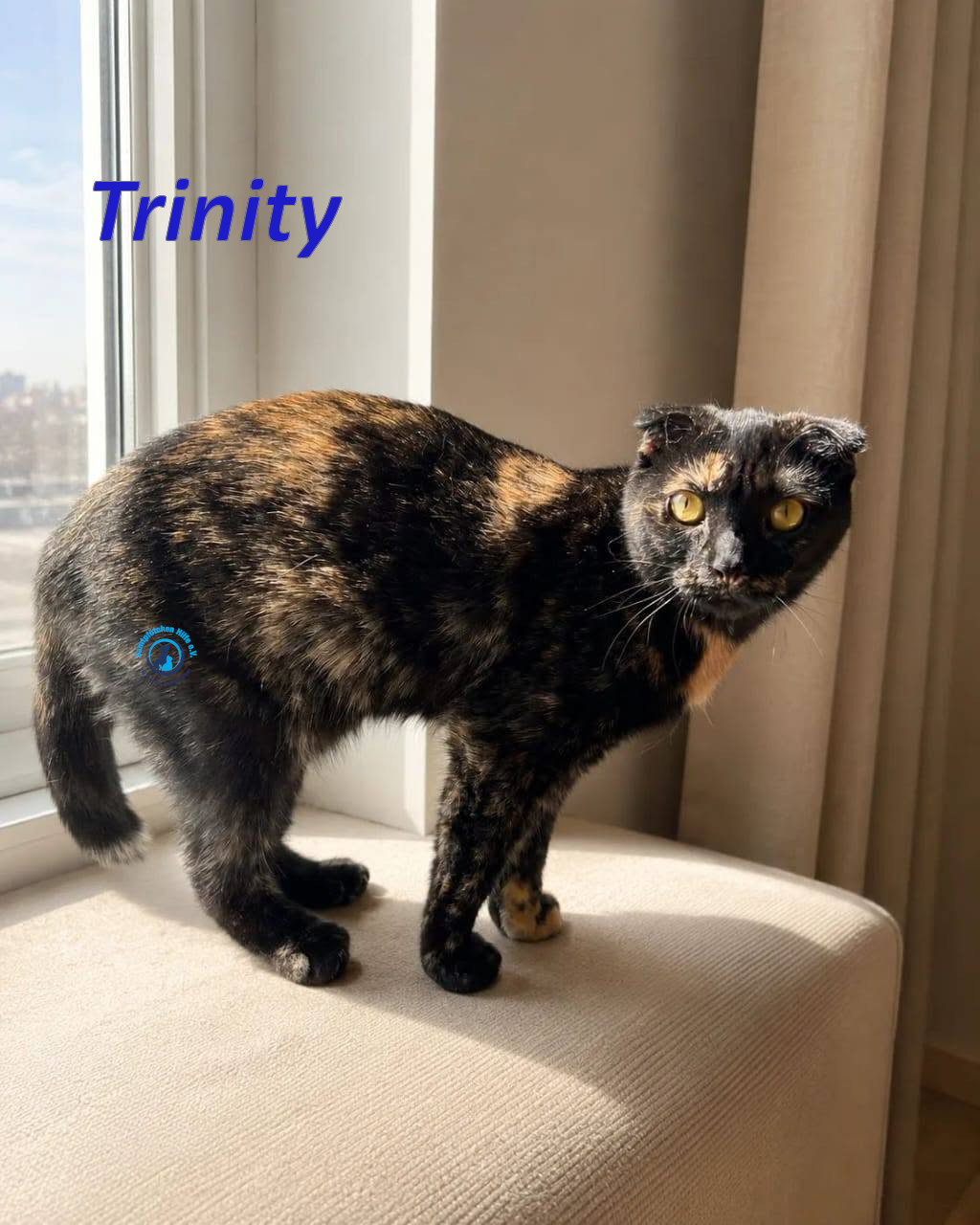 Irina/Katzen/Trinity/Trinity_15mN.jpg