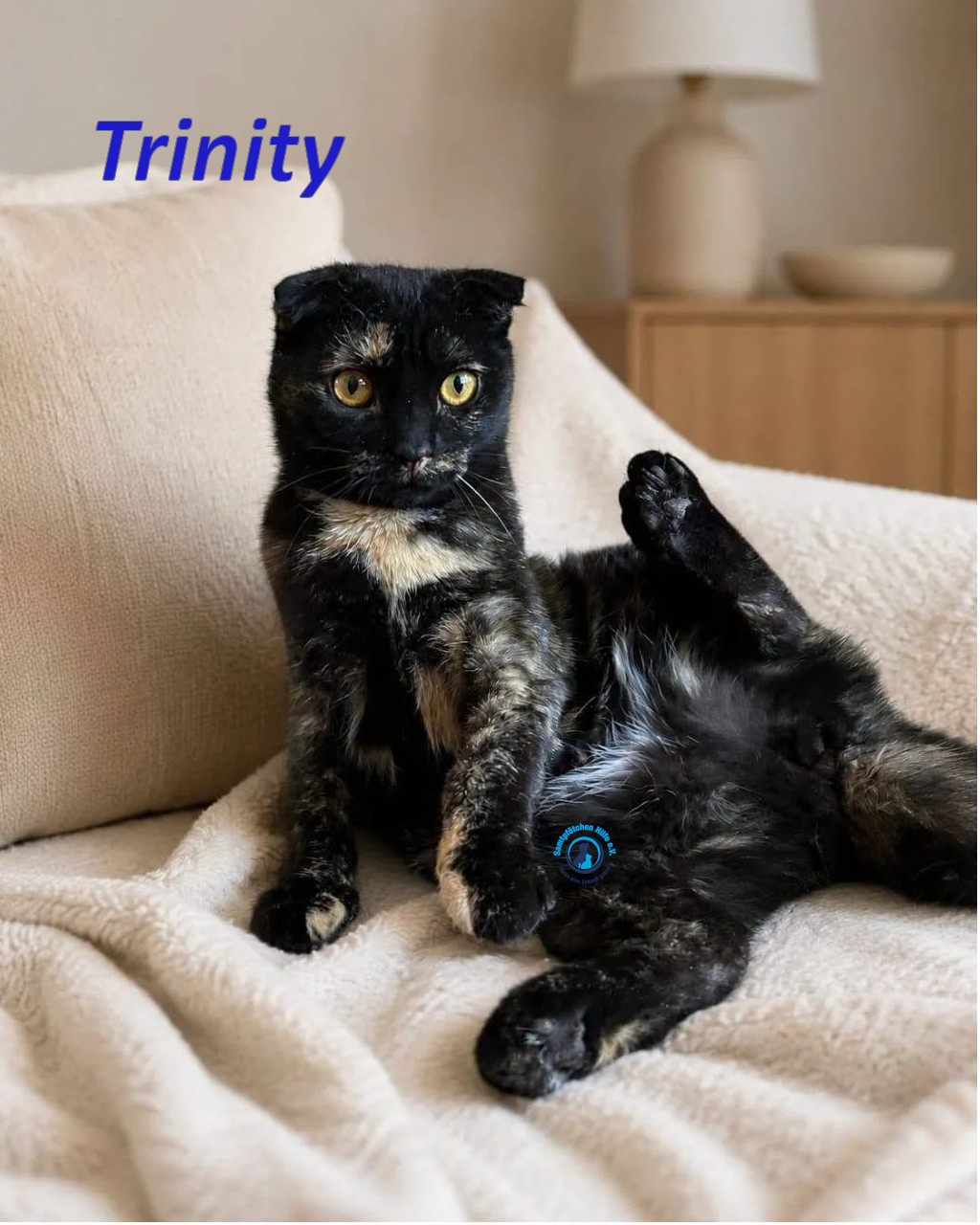 Irina/Katzen/Trinity/Trinity_16mN.jpg
