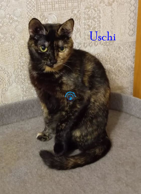 Irina/Katzen/Uschi/Uschi05.jpg