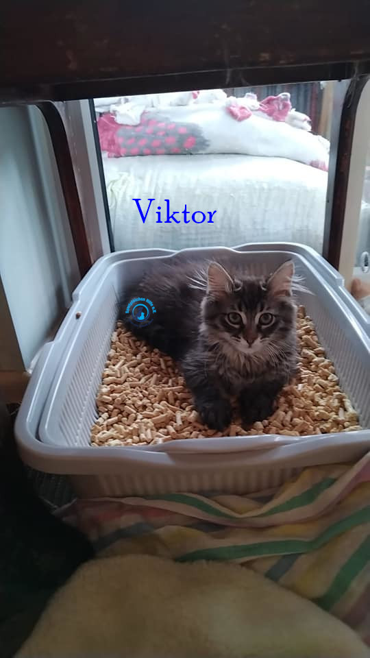Irina/Katzen/Viktor/Viktor03.jpg