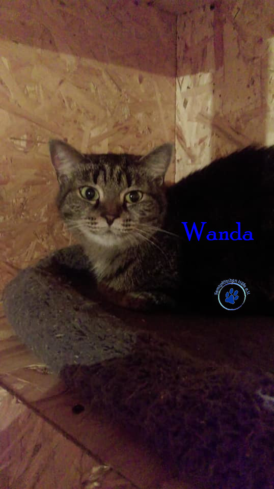 Irina/Katzen/Wanda/Wanda07mN.jpg