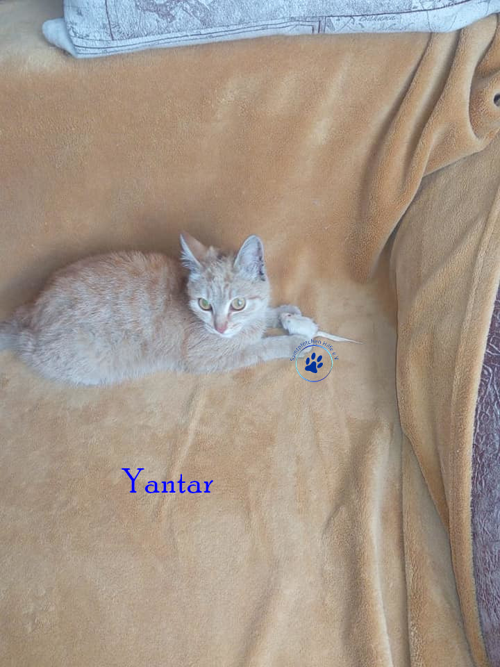 Irina/Katzen/Yantar/Yantar02mN.jpg