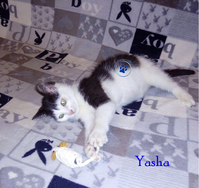 Irina/Katzen/Yasha/Yasha03mN.jpg