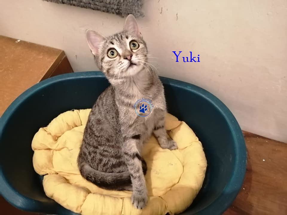 Irina/Katzen/Yuki/Yuki07mN.jpg
