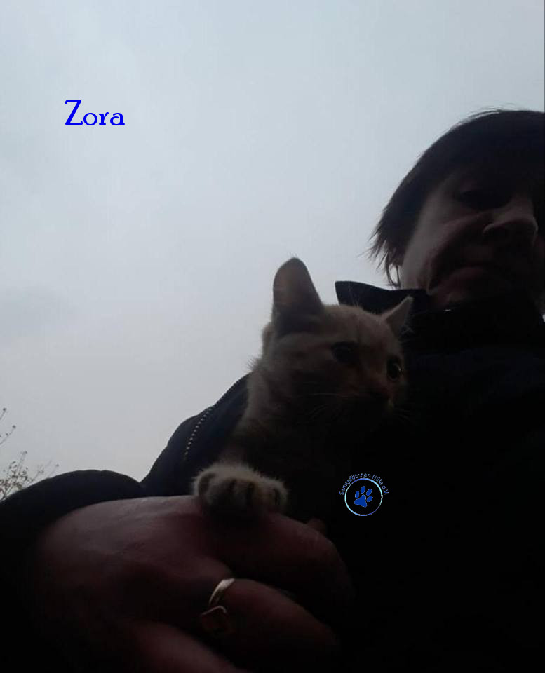 Irina/Katzen/Zora/Zora201mN.jpg