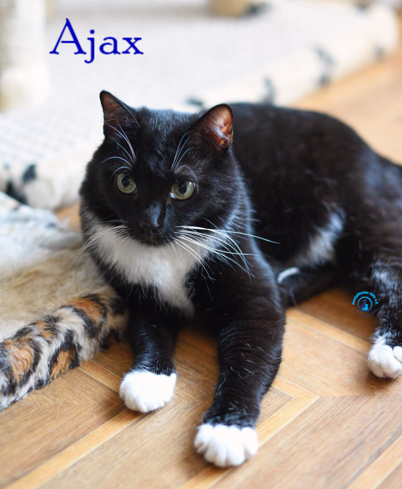 Lyudmila/Katzen/Ajax/Ajax28mN.jpg