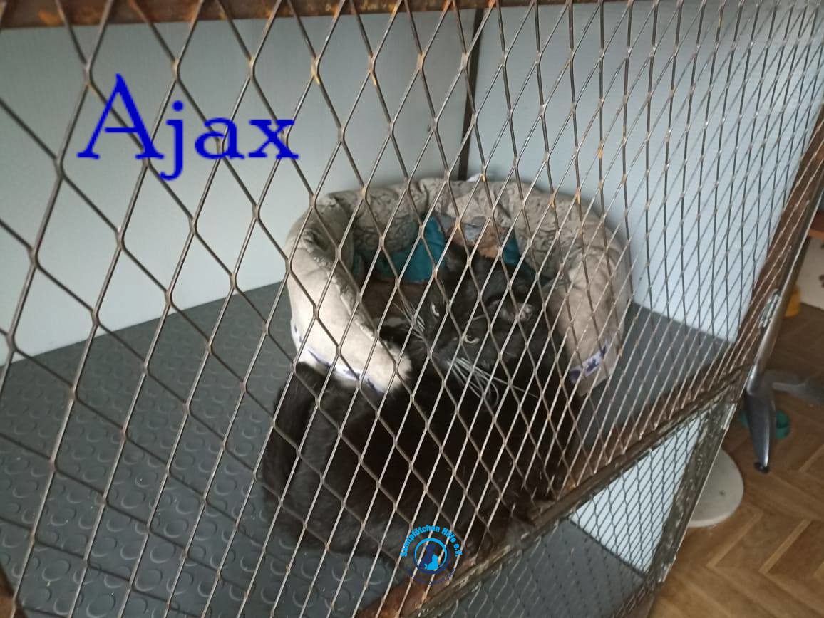 Lyudmila/Katzen/Ajax/Ajax35mN.jpg