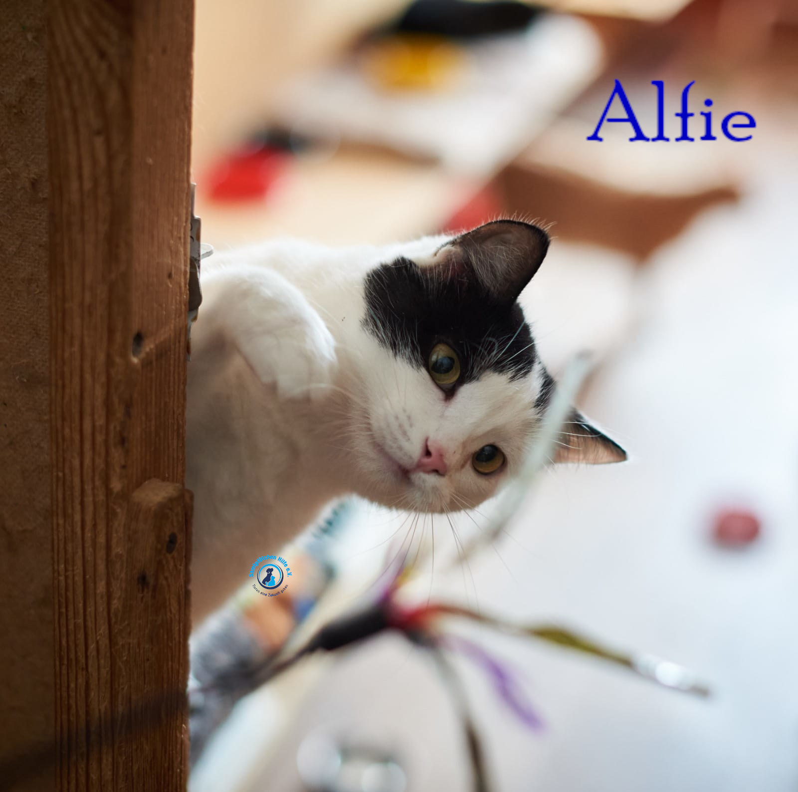 Lyudmila/Katzen/Alfie/Alfie46mN.jpg