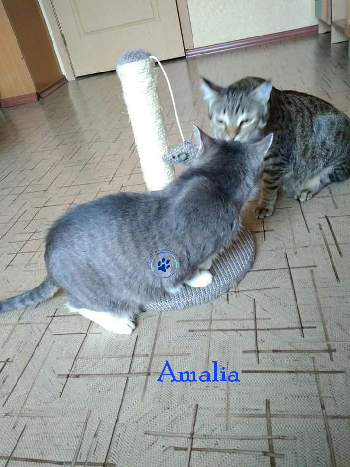 Lyudmila/Katzen/Amalia/Amalia24mN.jpg
