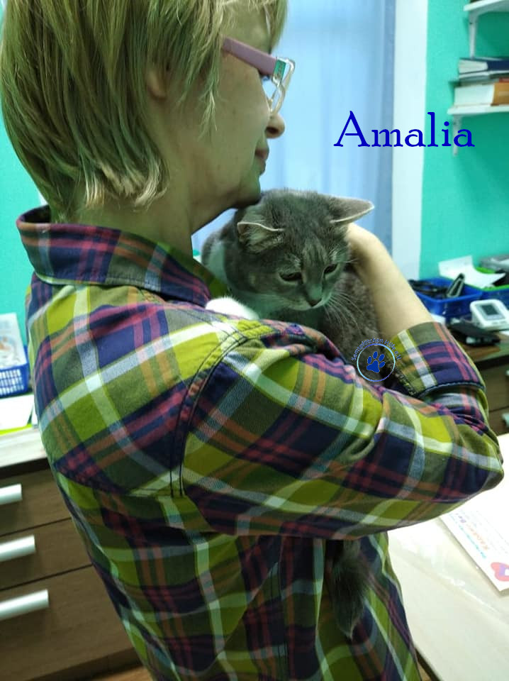 Lyudmila/Katzen/Amalia/Amalia76mN.jpg