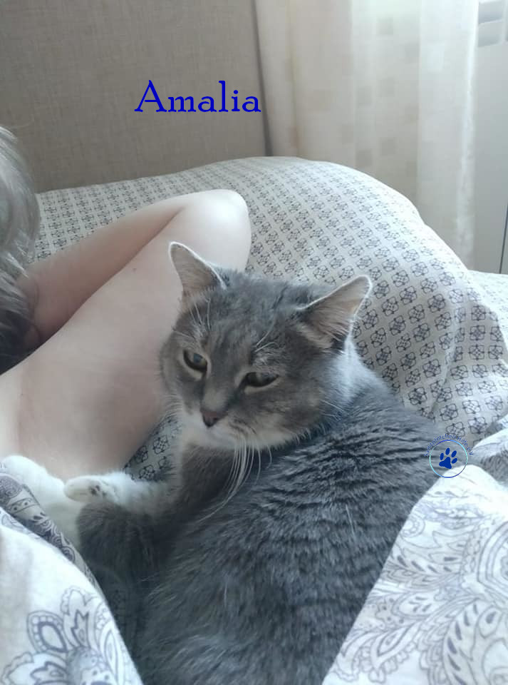 Lyudmila/Katzen/Amalia/Amalia99mN.jpg