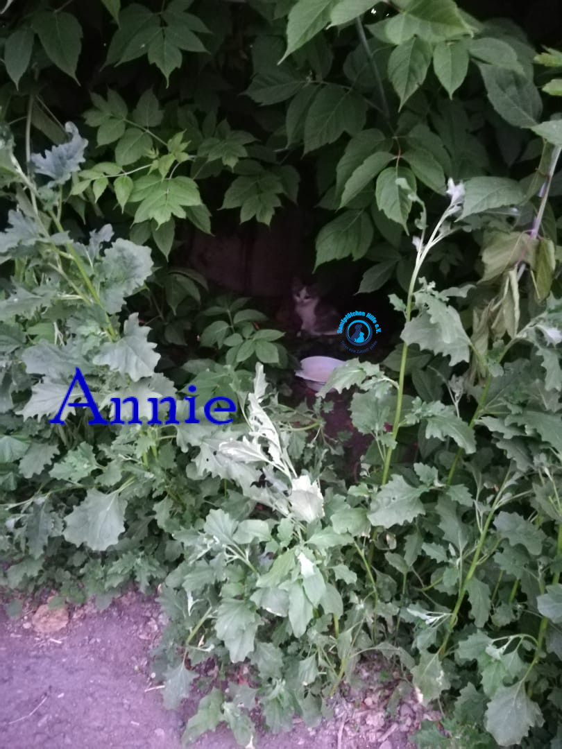 Lyudmila/Katzen/Annie/Annie01mN.jpg