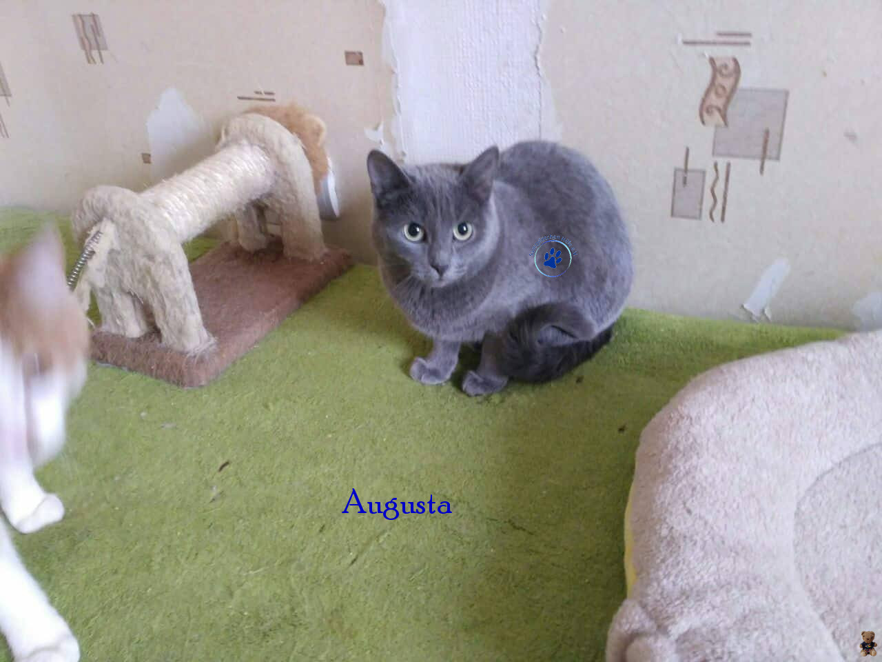 Lyudmila/Katzen/Augusta/Augusta05mN.jpg
