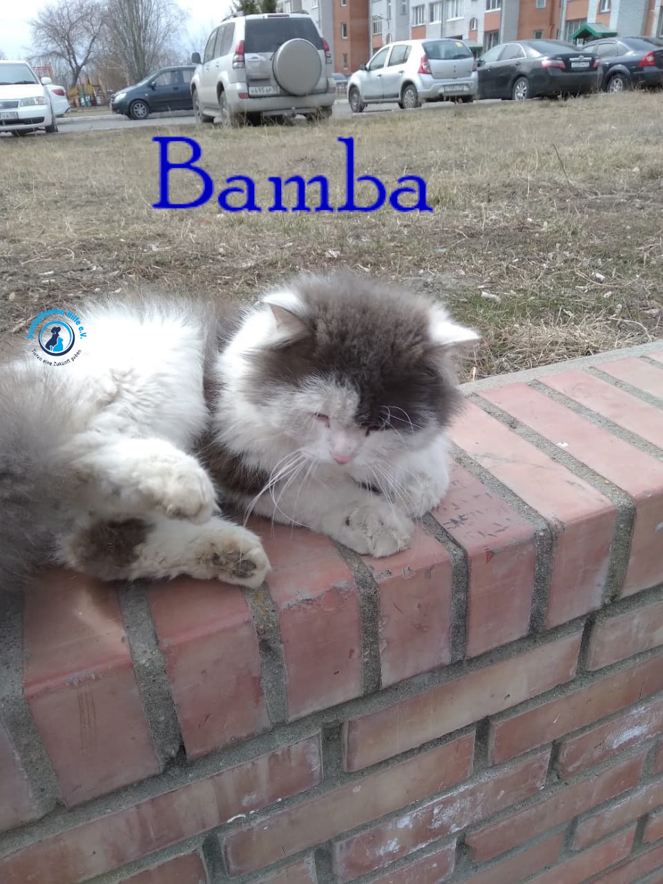 Lyudmila/Katzen/Bamba/Bamba02mN.jpg