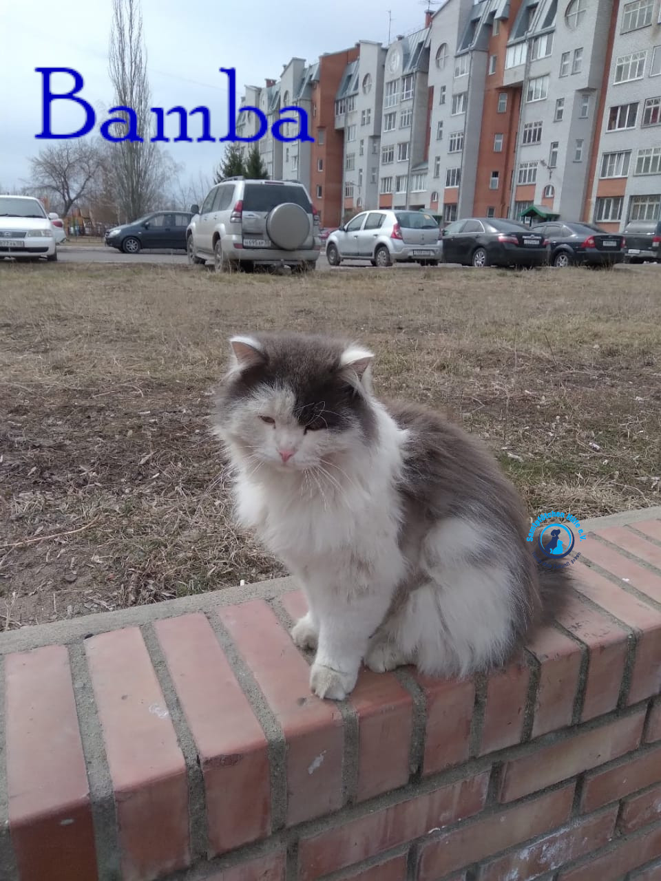 Lyudmila/Katzen/Bamba/Bamba04mN.jpg