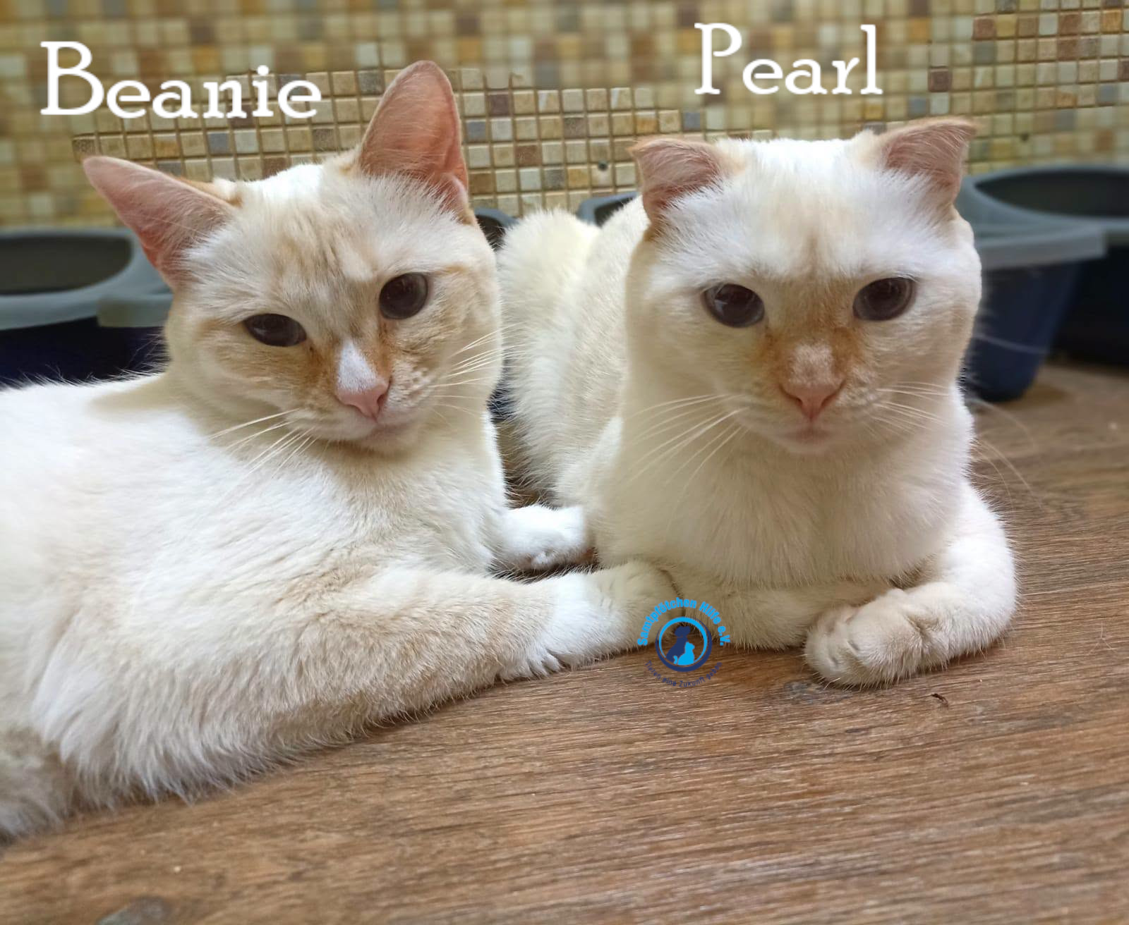 Lyudmila/Katzen/Beanie/Beanie&Pearl05mN.jpg