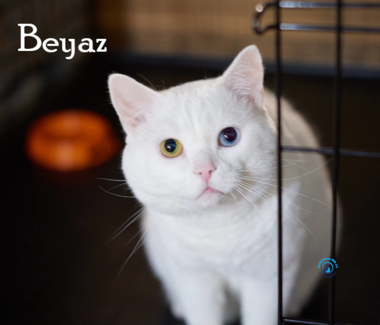 Lyudmila/Katzen/Beyaz/Beyaz18mN.jpg