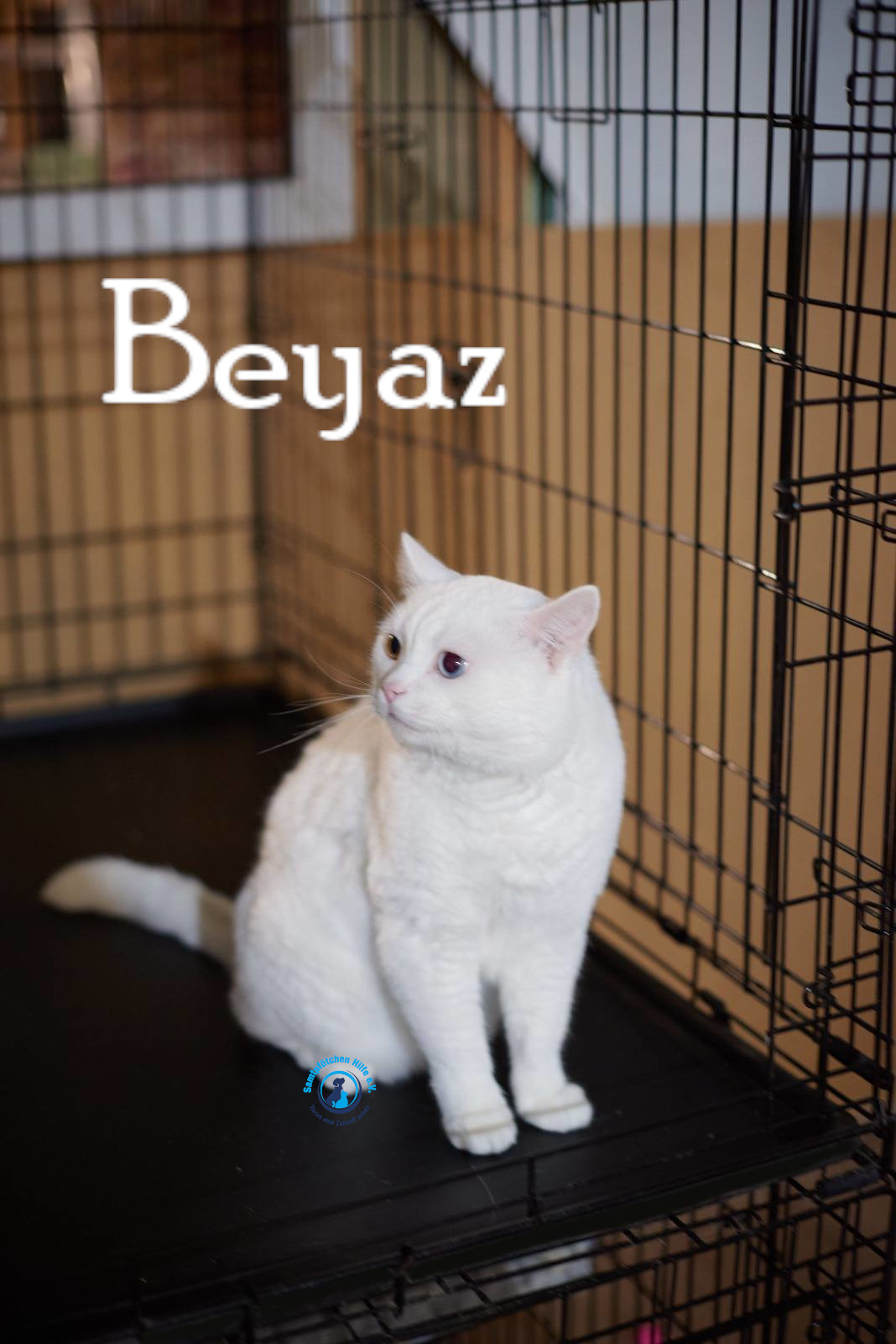 Lyudmila/Katzen/Beyaz/Beyaz19mN.jpg