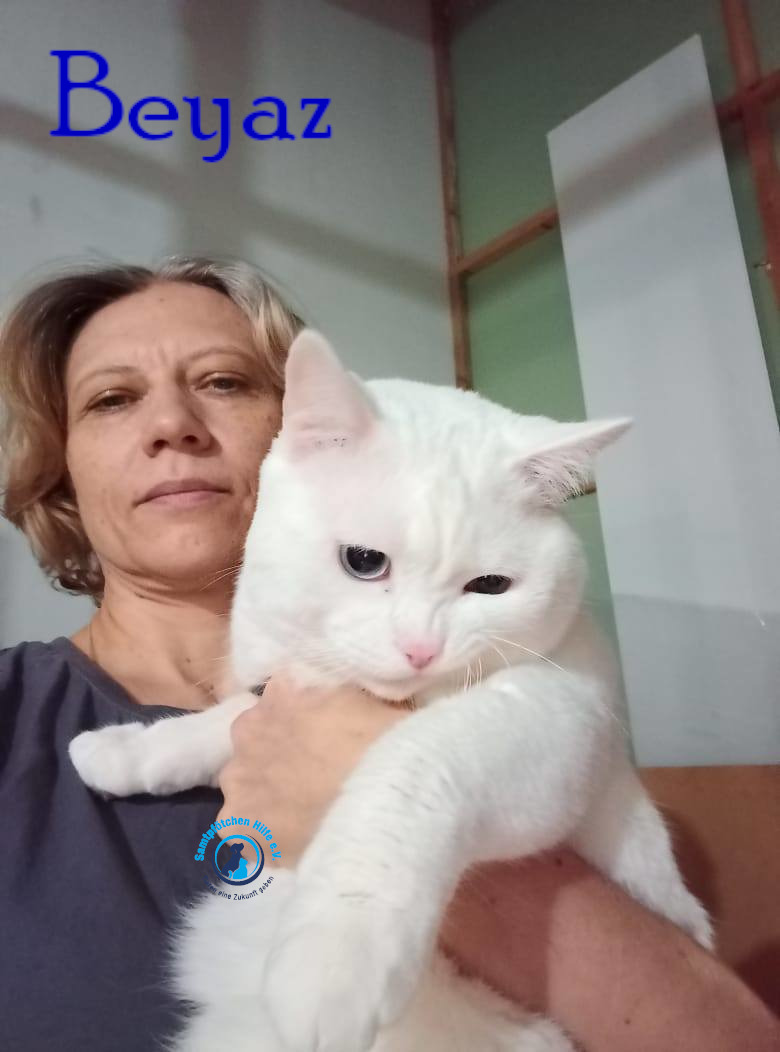 Lyudmila/Katzen/Beyaz/Beyaz21mN.jpg