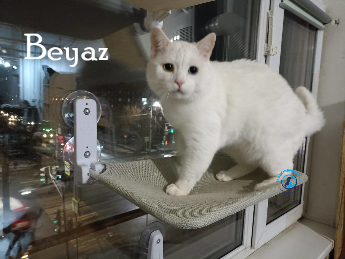 Lyudmila/Katzen/Beyaz/Beyaz22mN.jpg