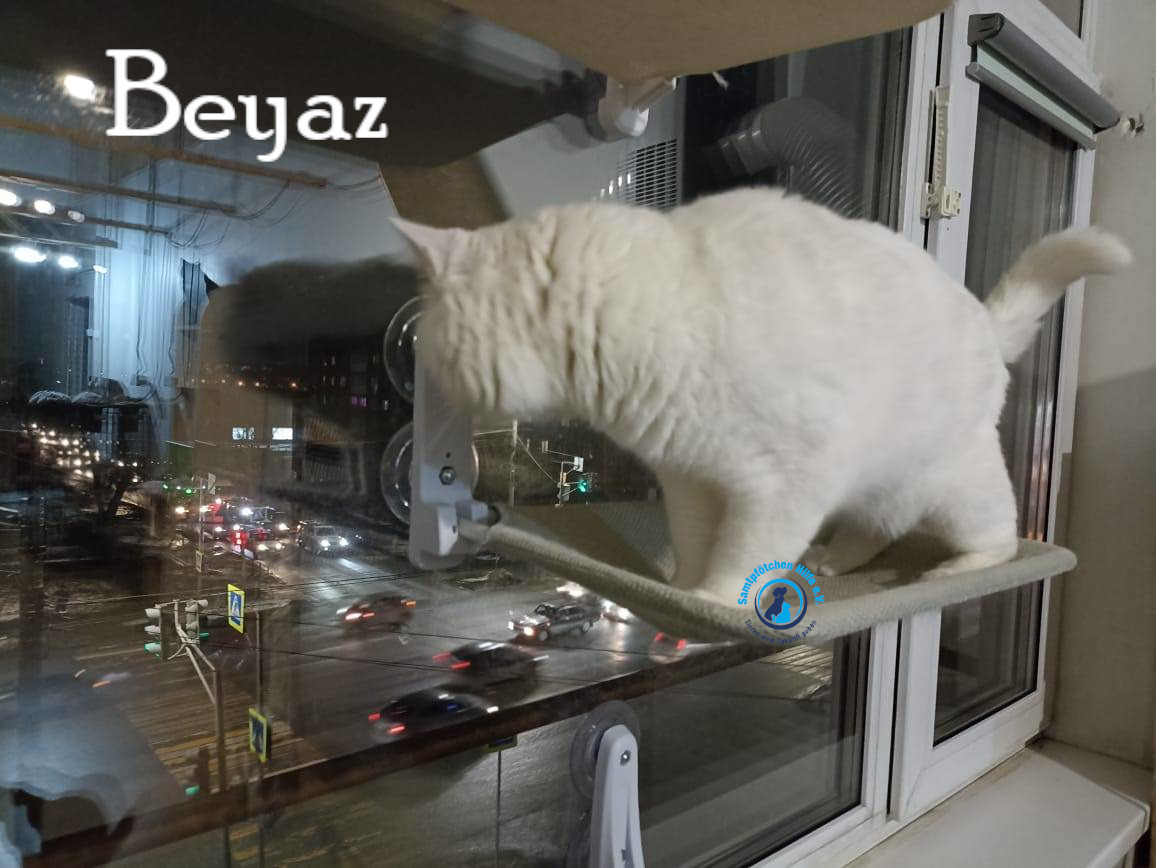 Lyudmila/Katzen/Beyaz/Beyaz23mN.jpg