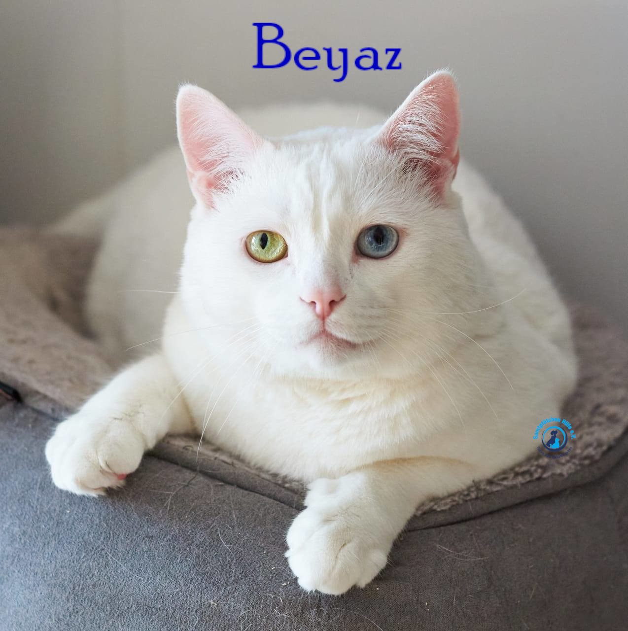 Lyudmila/Katzen/Beyaz/Beyaz24mN.jpg