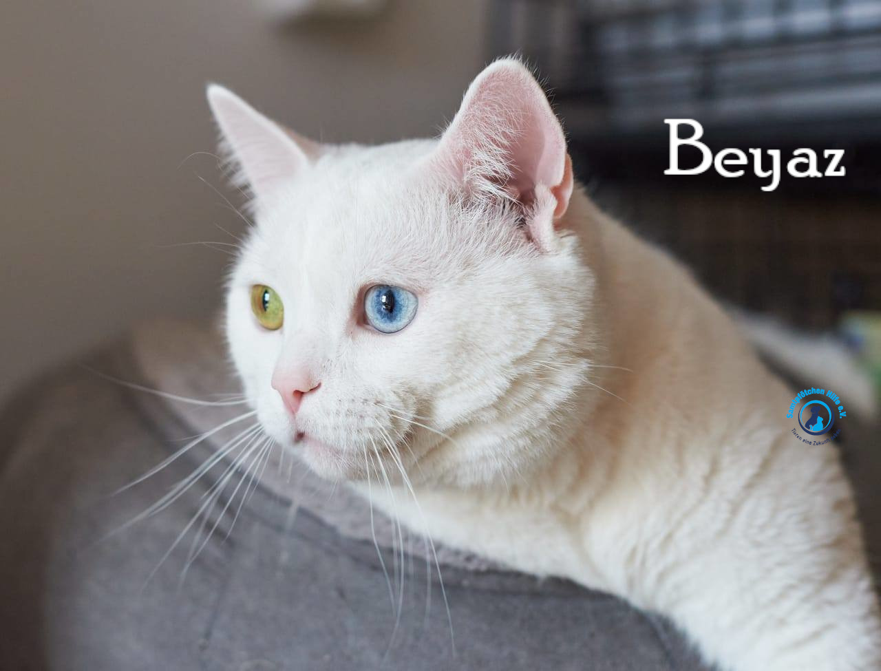 Lyudmila/Katzen/Beyaz/Beyaz25mN.jpg