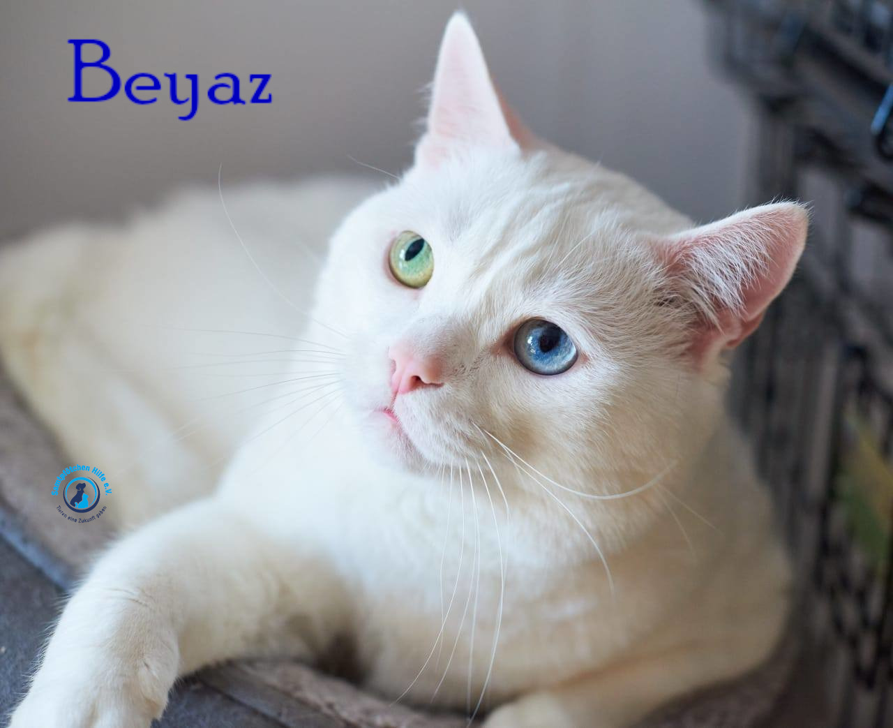 Lyudmila/Katzen/Beyaz/Beyaz26mN.jpg