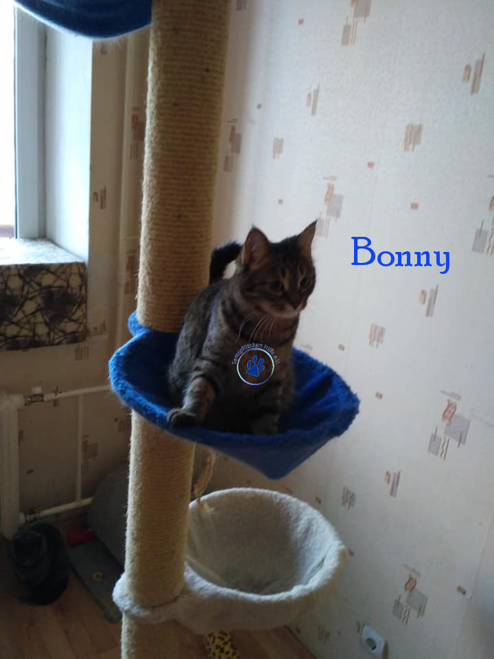 Lyudmila/Katzen/Bonny/Bonny18mN.jpg
