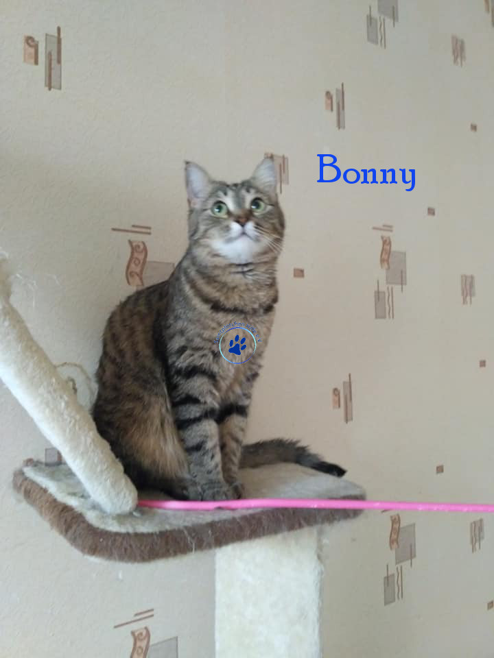Lyudmila/Katzen/Bonny/Bonny32mN.jpg