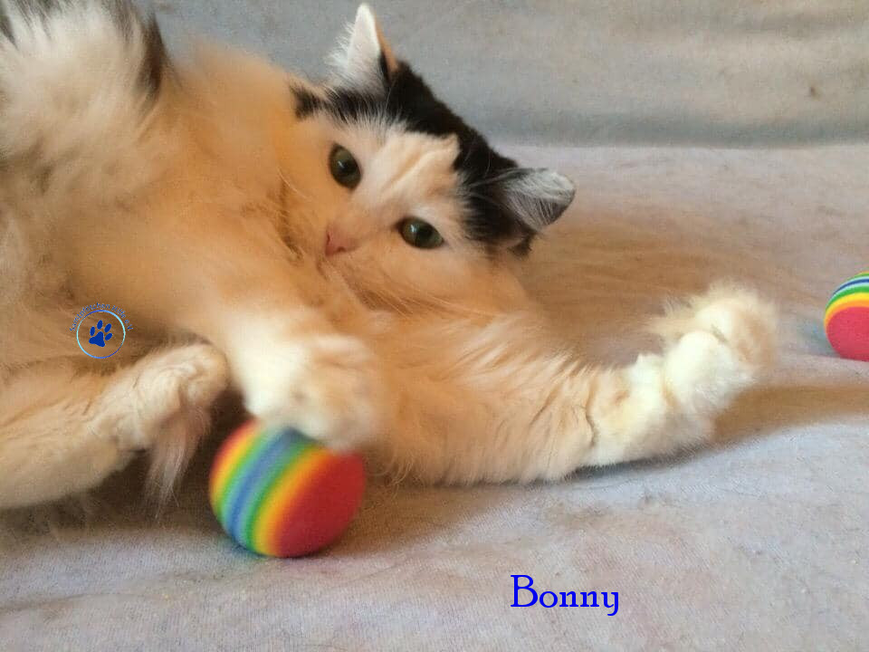 Bonny