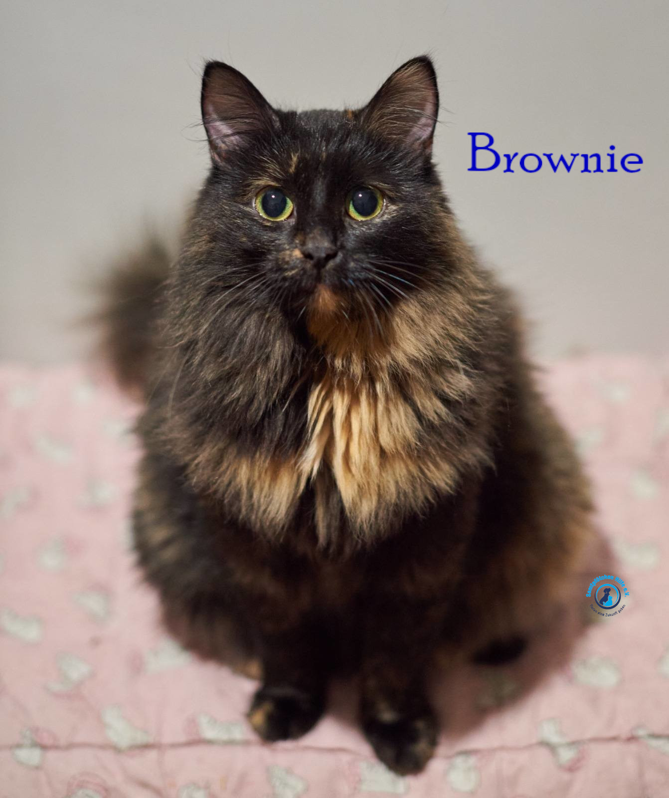 Lyudmila/Katzen/Brownie/Brownie14mN.jpg