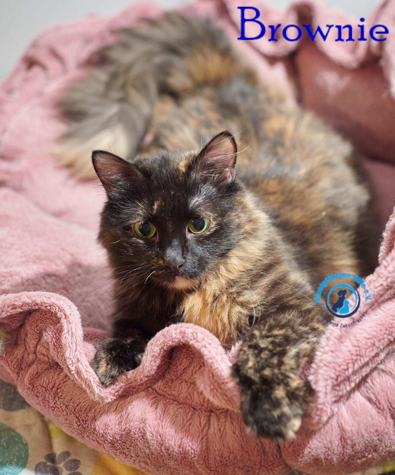 Lyudmila/Katzen/Brownie/Brownie16mN.jpg