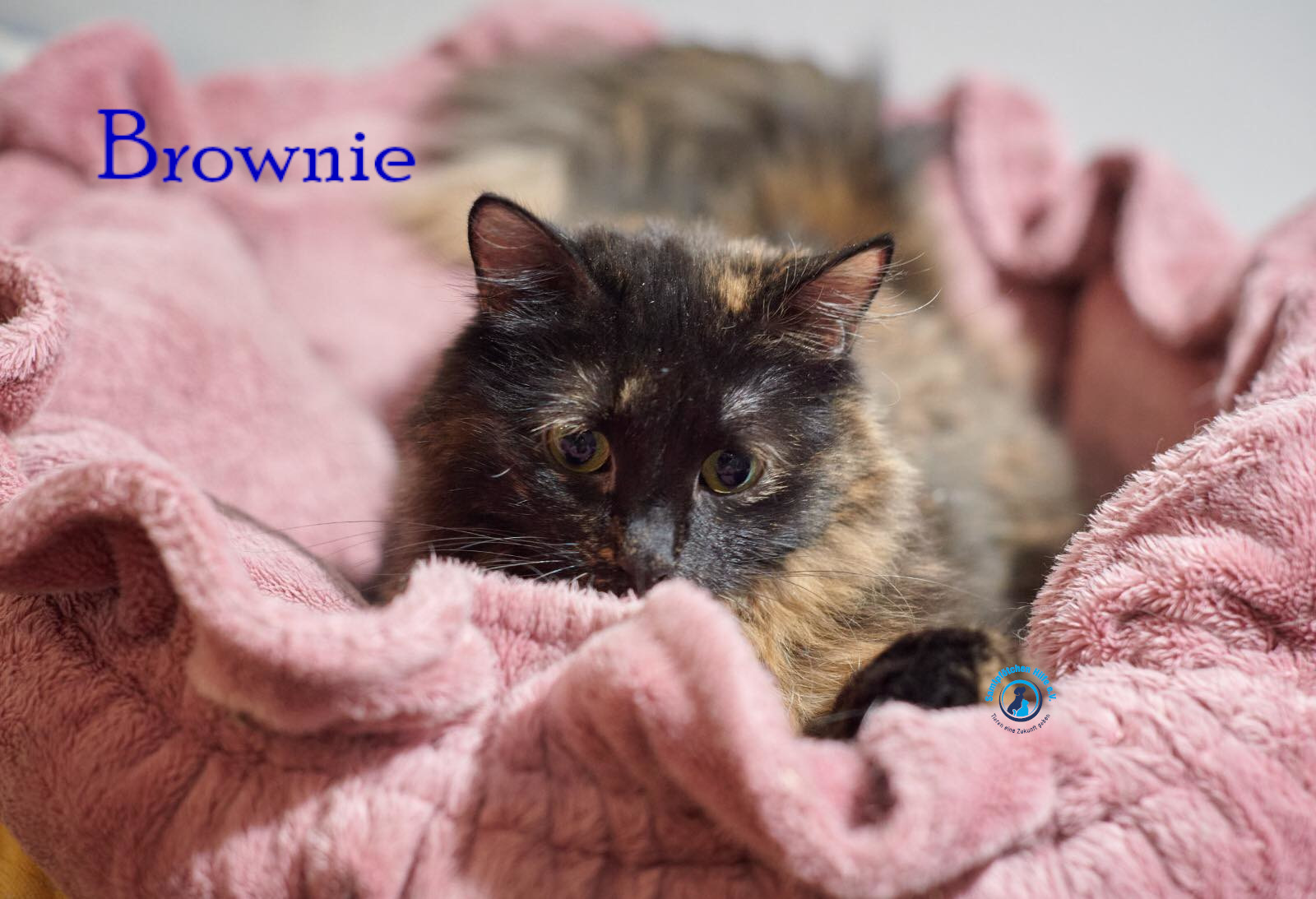 Lyudmila/Katzen/Brownie/Brownie17mN.jpg