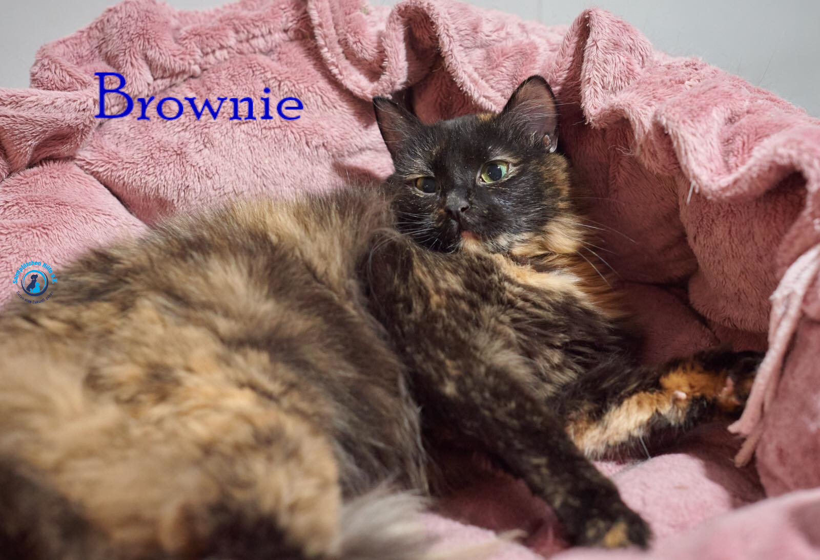 Lyudmila/Katzen/Brownie/Brownie18mN.jpg