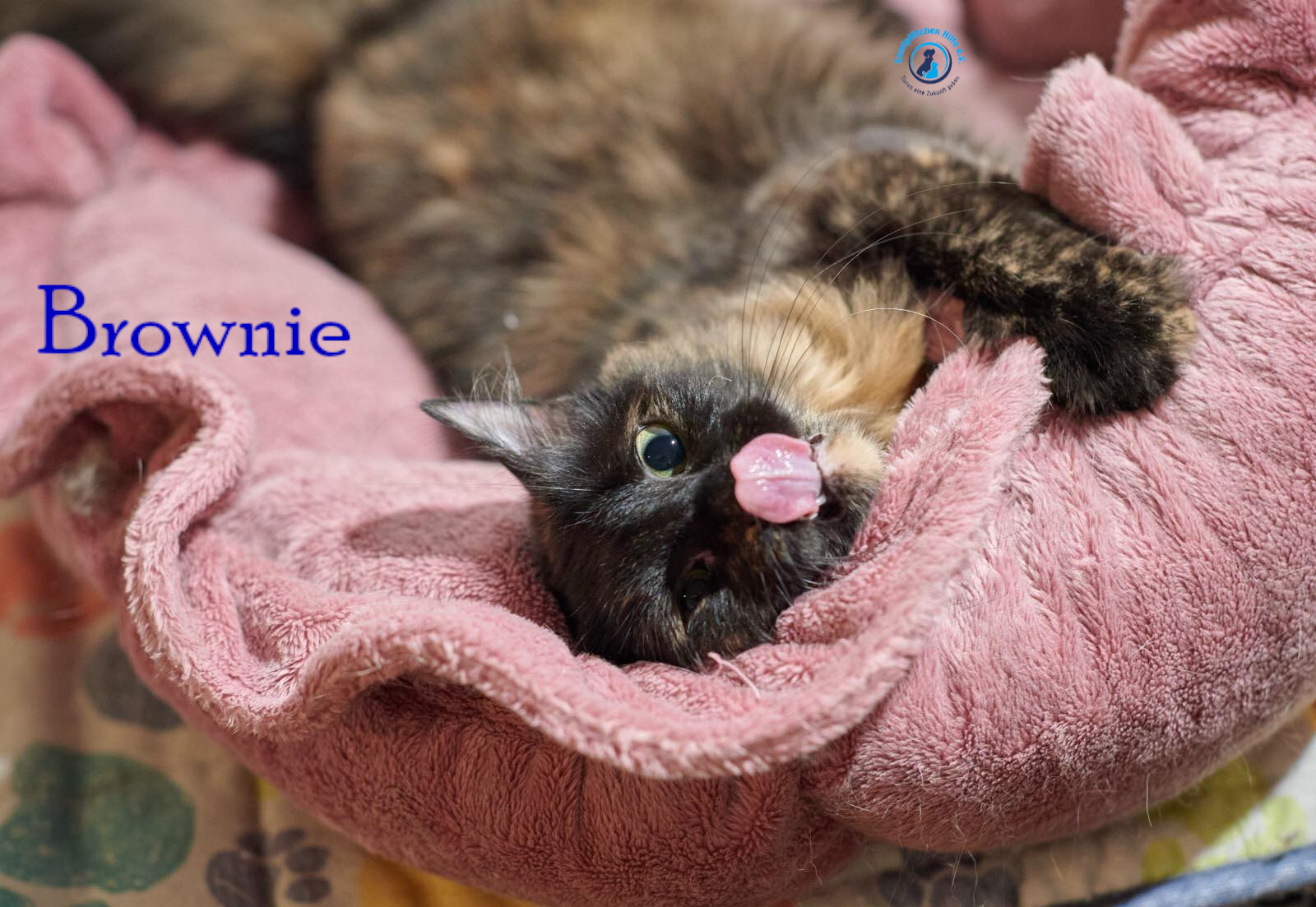 Lyudmila/Katzen/Brownie/Brownie19mN.jpg