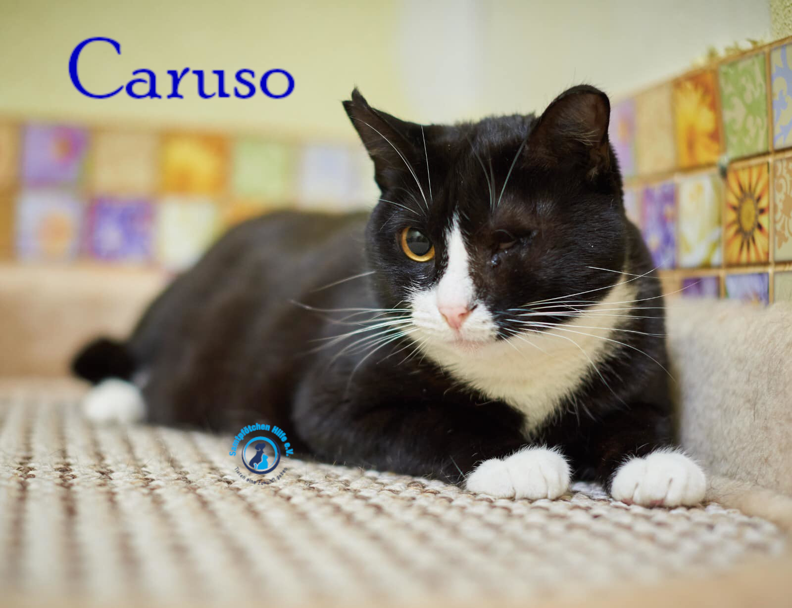 Lyudmila/Katzen/Caruso_II/Caruso_II17mN.jpg