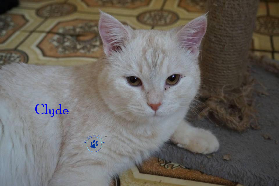 Lyudmila/Katzen/Clyde/Clyde09mN.jpg