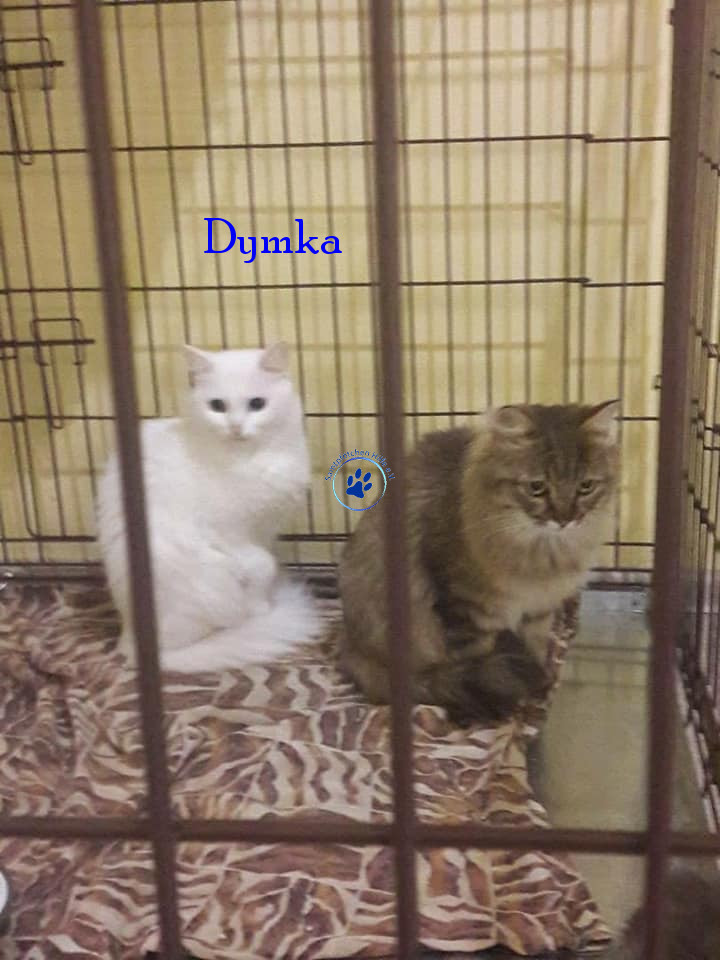 Lyudmila/Katzen/Dymka/Dymka08mN.jpg
