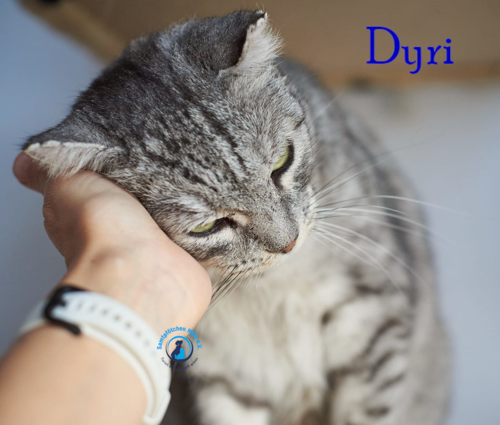 Lyudmila/Katzen/Dyri/Dyri103mN.jpg
