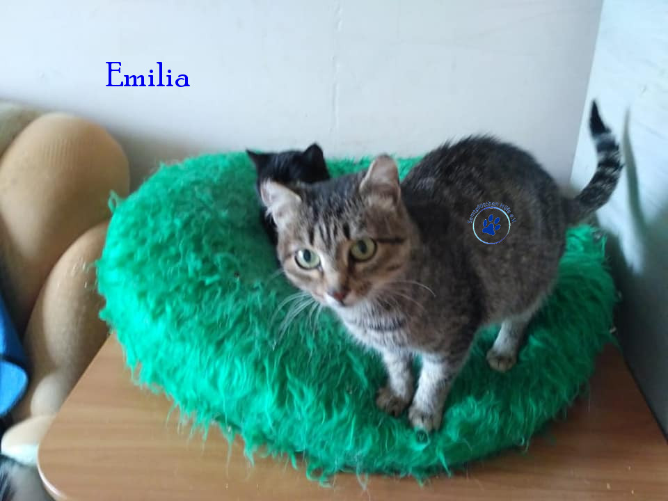 Lyudmila/Katzen/Emilia/Emilia01mN.jpg