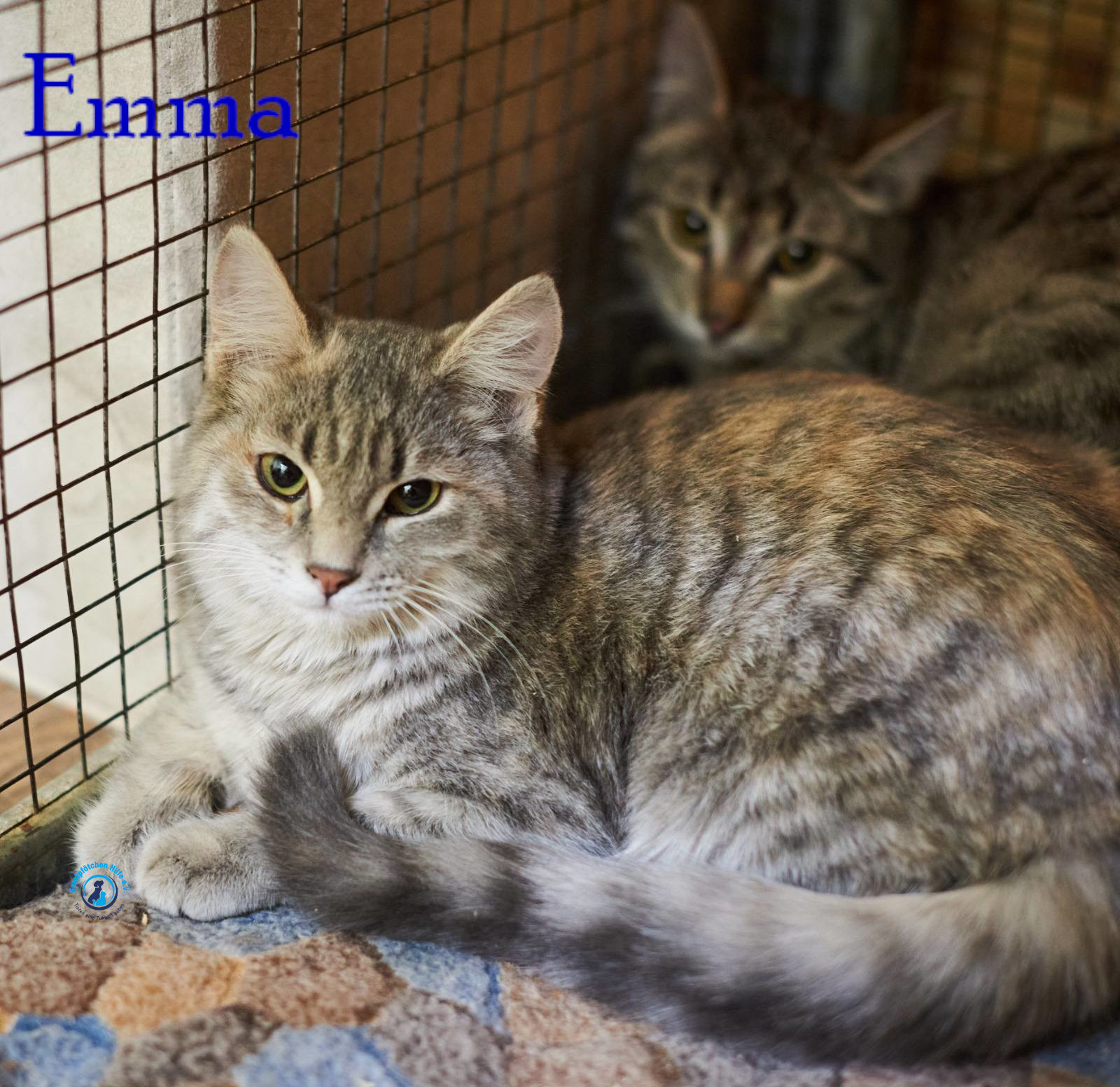 Lyudmila/Katzen/Emma_II/Emma_II02mN.jpg